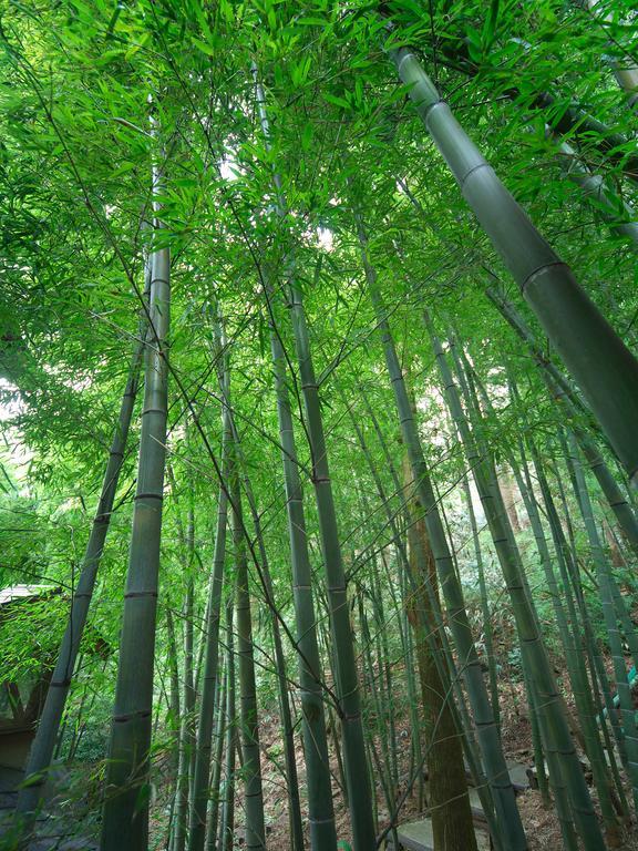 Готель Hakone Tokinoshizuku Екстер'єр фото Bamboo forest